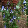 Clematis int.Saphir