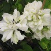 Clematis Yukiokoshi 