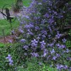 Clematis int.Blue Boy