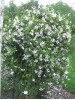 Clematis vit.Alba Luxurians