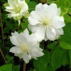 Clematis Duchess of Edinburgh