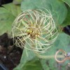 Clematis Madame Le Coultre = Marie Boisselot