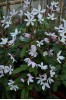 Clematis armandii Apple Blossom / immergr�n