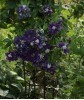 Clematis Shin-Shigyoku