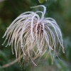 Clematis serratifolia Golden Tiara�
