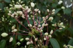 Clematis armandii Snowdrift / immergr�n