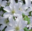 Clematis John Huxtable