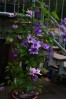 Clematis K�nigskind rosa und K�nigskind blau