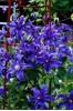Clematis integrifolia Saphyra Indigo