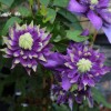 Clematis Taiga