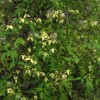 Clematis serratifolia bot. Art