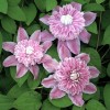 Clematis Josephine