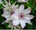 Clematis Fair Rosamond 