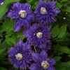 Clematis Belle of Taranaki