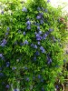 Clematis macropetala It�Springtime