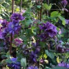 Clematis Flamenco Dancer