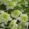 Clematis florida alba plena