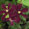 Clematis Niobe