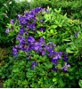 Clematis Jackmanii