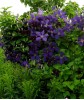 Clematis Jackmanii