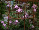Clematis integrifolia Carol Klein