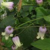 Clematis addisonii