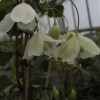 Clematis cirrhosa Wisley Cream