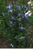 Clematis int.Quarina