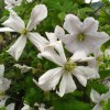 Clematis vit. White prince Charles