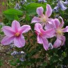 Clematis int.Athena