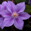 Clematis Darena
