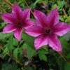 Clematis K�nigskind purpur