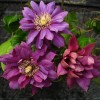 Clematis Flamenco Dancer