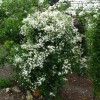 Clematis mandshurica 