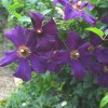 Clematis viticella Polish Spirit