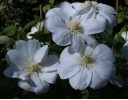 Clematis Guernsey Cream