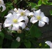 Clematis Huldine