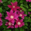 Clematis Red Pearl