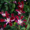 Clematis texensis Ruby Wedding BFCC