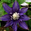 Clematis Multi Blue