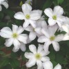 Clematis Huldine