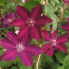 Clematis Stasik