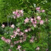 Clematis alpina Pink Flamingo