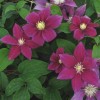 Clematis Red Pearl
