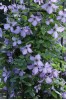 Clematis viticella Richards Picotee