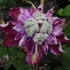 Clematis Darena