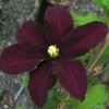 Clematis Niobe