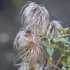 Clematis orientalis Red Balloon