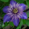 Clematis Shikoo