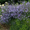 Clematis integrifolia Blue Boy